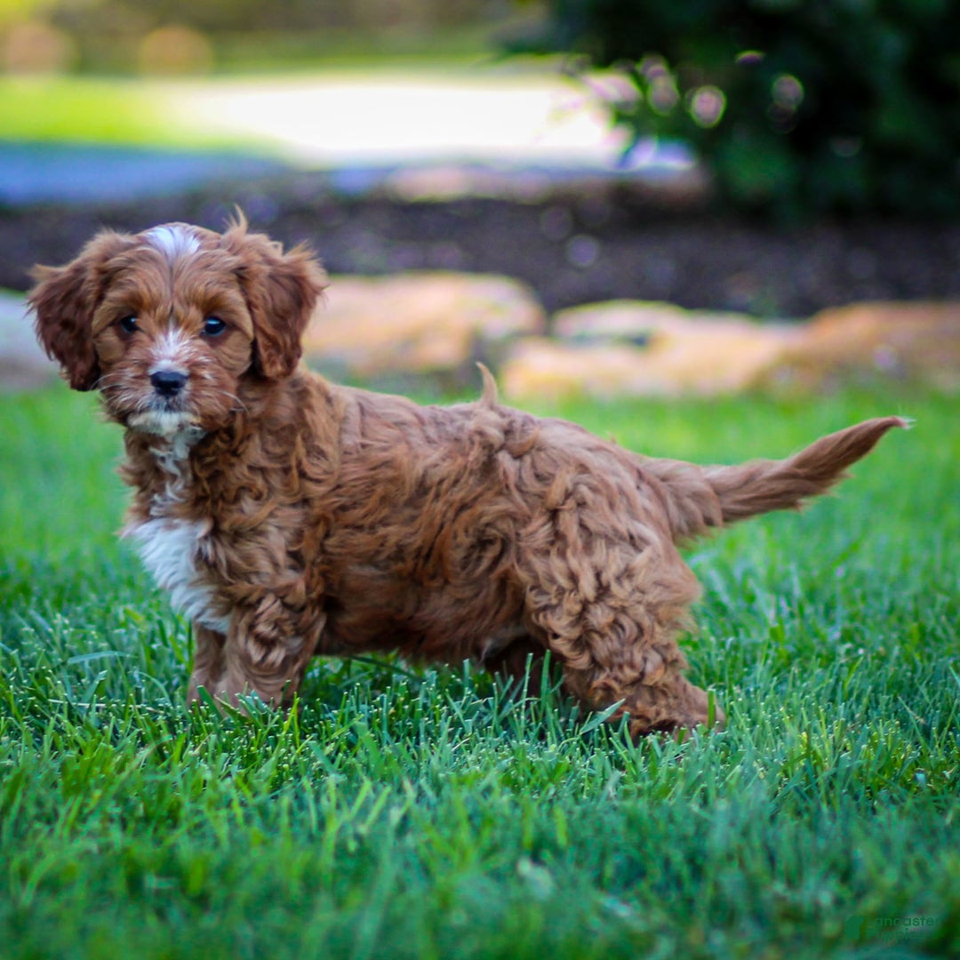 Cavapoo dogs for sale: Biscuit - Image 9