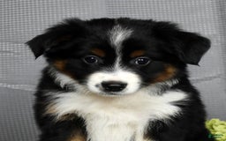 Miniature Australian Shepherd dogs for sale: Aurora - Image 9