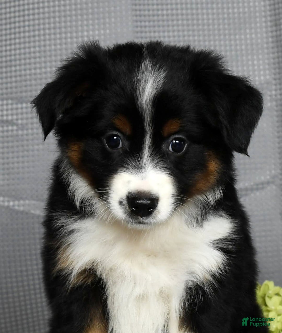 Miniature Australian Shepherd dogs for sale: Aurora - Image 9