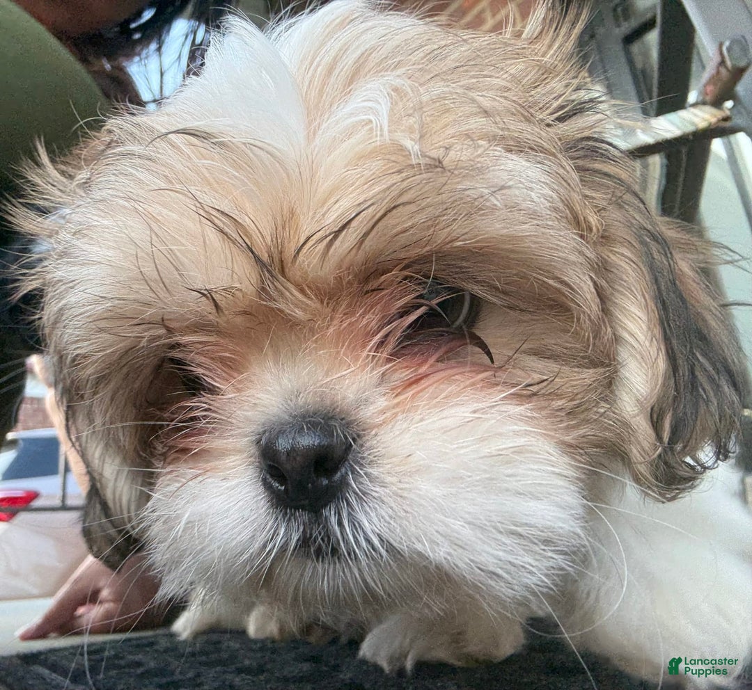 Shih Tzu dogs for sale: Brownie - Image 5