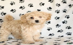 Cavapoo dogs for sale: Ace - Image 19