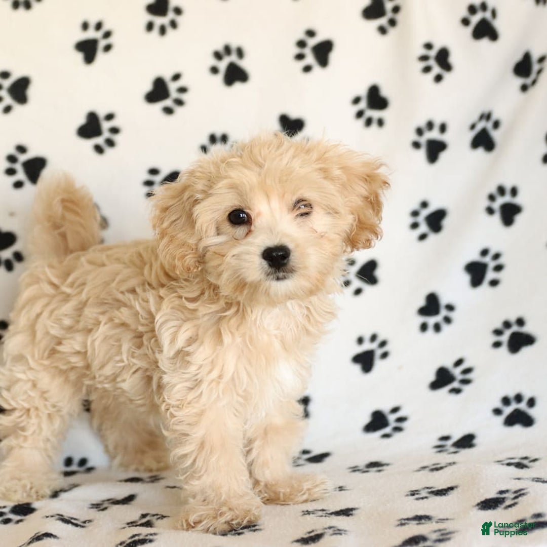 Cavapoo dogs for sale: Ace - Image 19