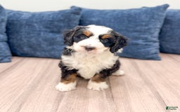 Mini Bernedoodle dogs for sale: Raven - Image 1