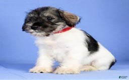 Miniature Schnauzer dogs for sale: Bella - Image 7