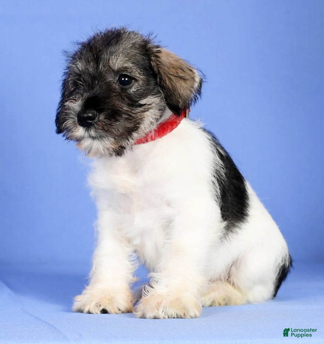 Miniature Schnauzer dogs for sale: Bella - Image 7