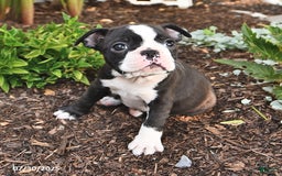 Boston Terrier dogs for sale: Jenny - Image 2