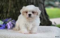 Shih Tzu dogs for sale: Casey - Image 3