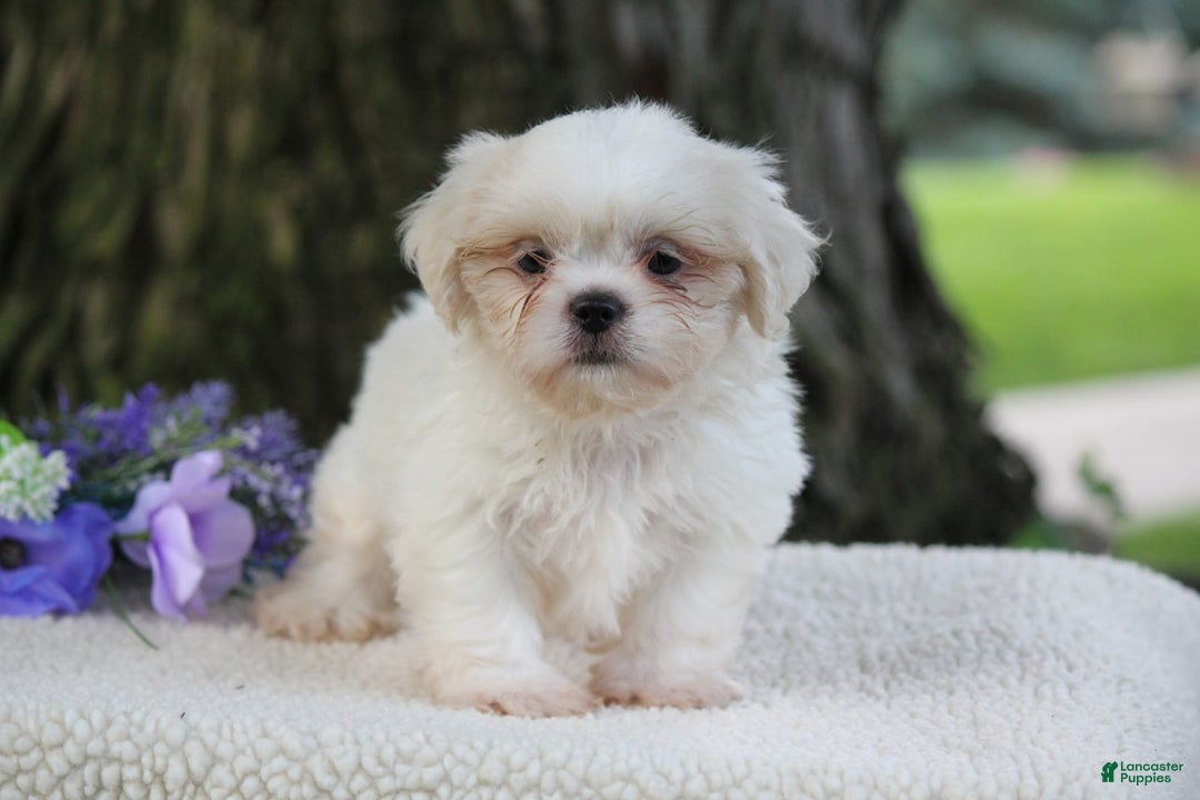 Shih Tzu dogs for sale: Casey - Image 3