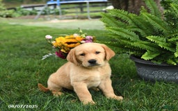Goldador dogs for sale: Goldador 7 puppies - Image 1