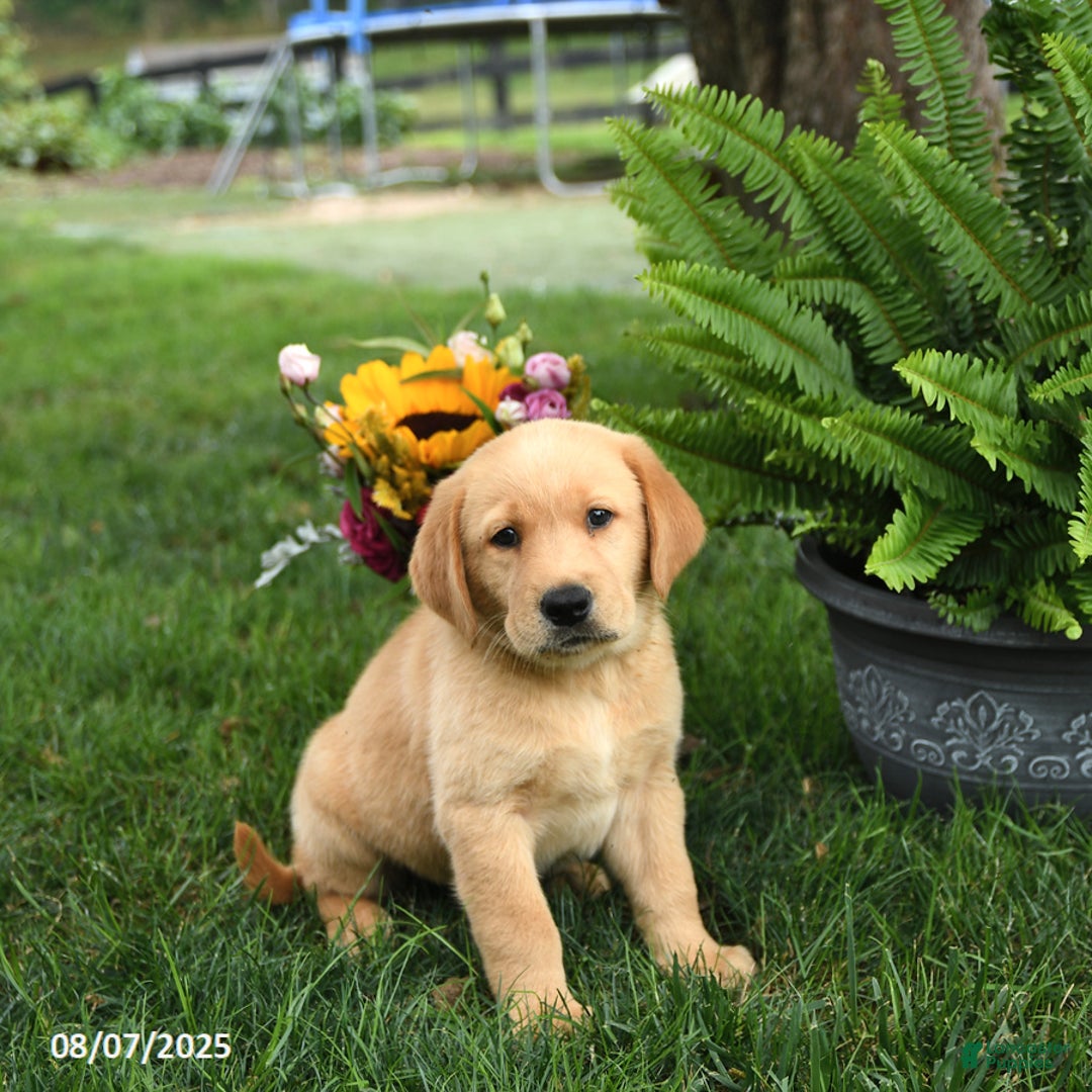 Goldador dogs for sale: Goldador 7 puppies - Image 1