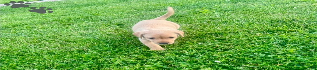 Male Yellow Black Collar
