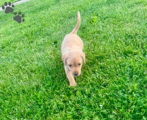 Male Yellow Black Collar