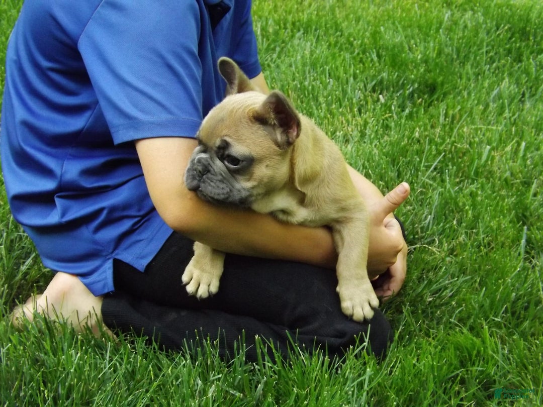 French Bulldog dogs for sale: Buddy - Image 6