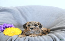 Mini Goldendoodle dogs for sale: Lindsey Rare Color - Image 2