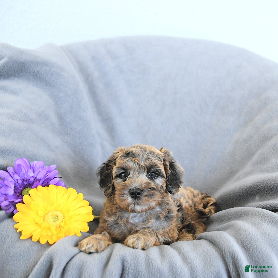 Mini Goldendoodle dogs for sale: Lindsey Rare Color - Image 2