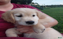 Golden Retriever dogs for sale: Prairie - Image 5