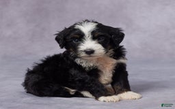 Mini Bernedoodle dogs for sale: Clay - Image 5