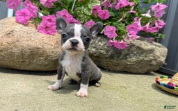 Boston Terrier dogs for sale: Peanut - Image 2
