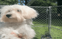Morkie dogs for sale: Leo - Image 17