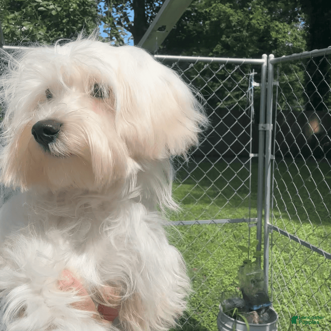 Morkie dogs for sale: Leo - Image 17