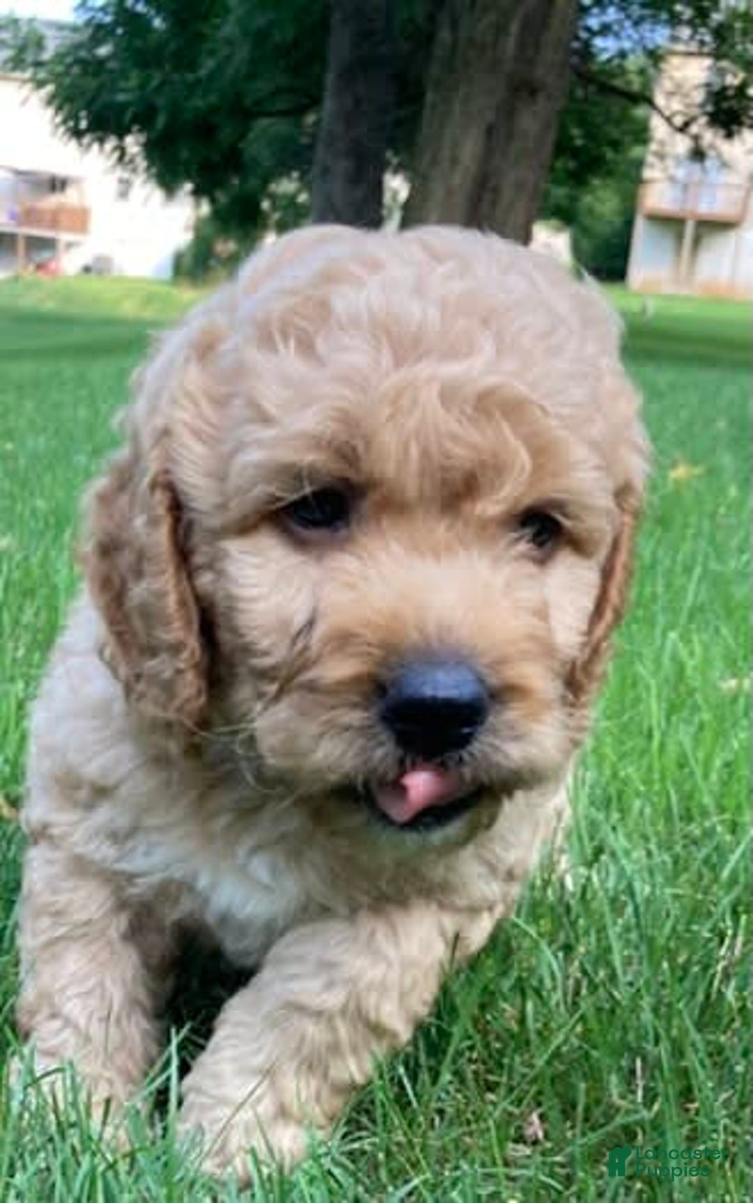 Labradoodle dogs for sale: Rusty - Image 5