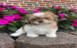 Shih Tzu dogs for sale: Lizzie - Image 3