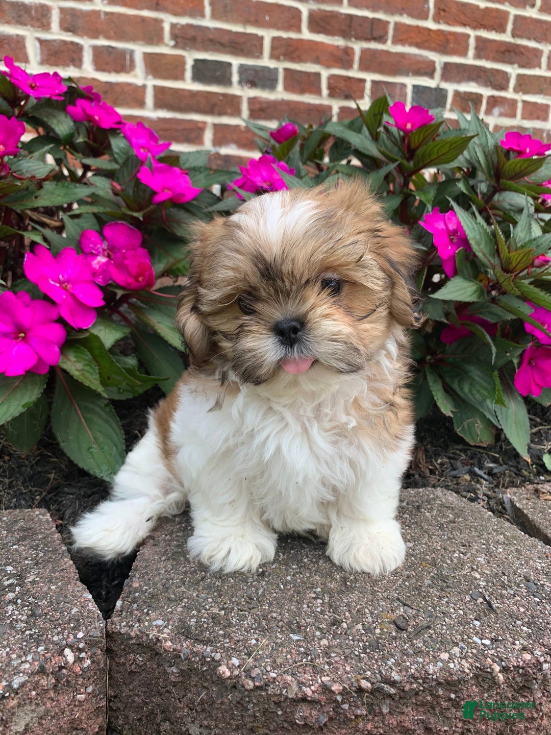 Shih Tzu dogs for sale: Lizzie - Image 3