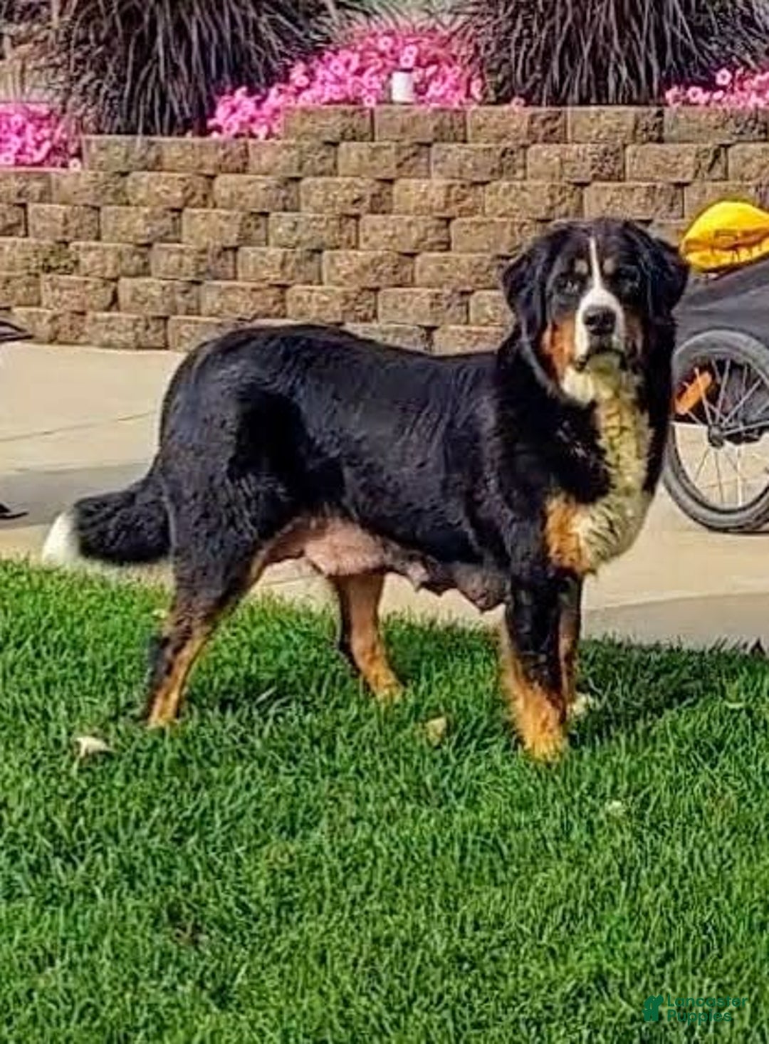 Bernese Mountain Dog dogs for sale: Boomer - Image 8