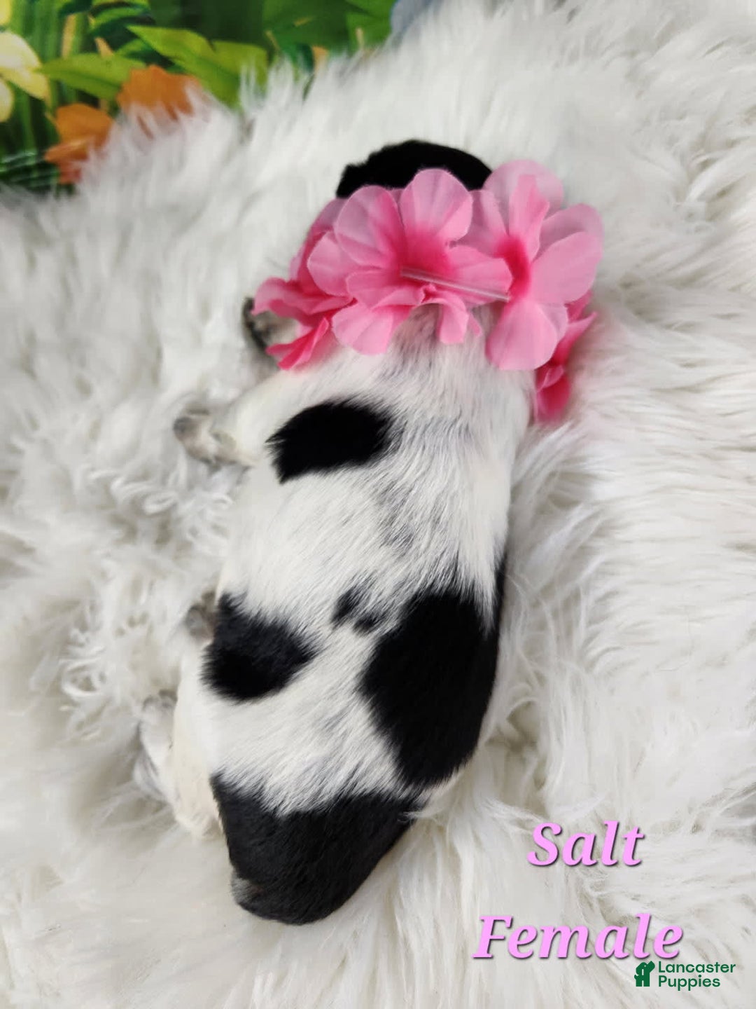 English Springer Spaniel dogs for sale: Salt - Image 2