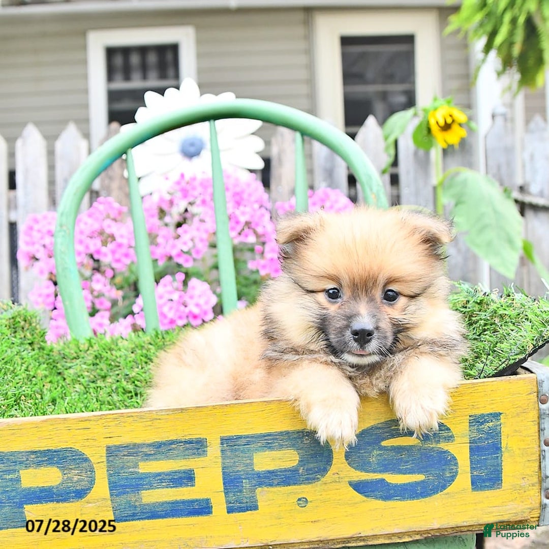 Pomeranian dogs for sale: Abe - Image 3
