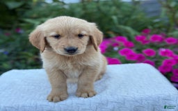 Golden Retriever dogs for sale: Teddy - Image 9