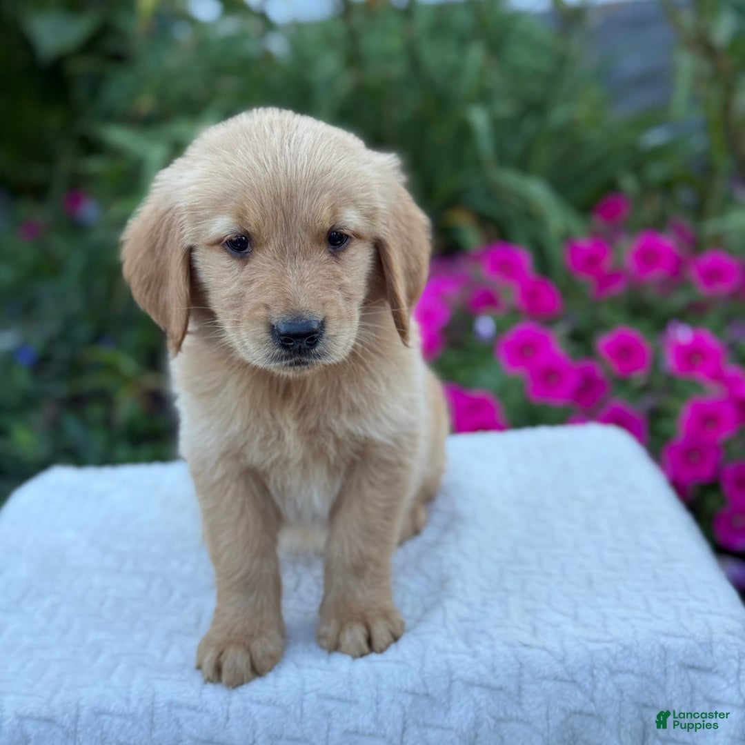 Golden Retriever dogs for sale: Teddy - Image 9
