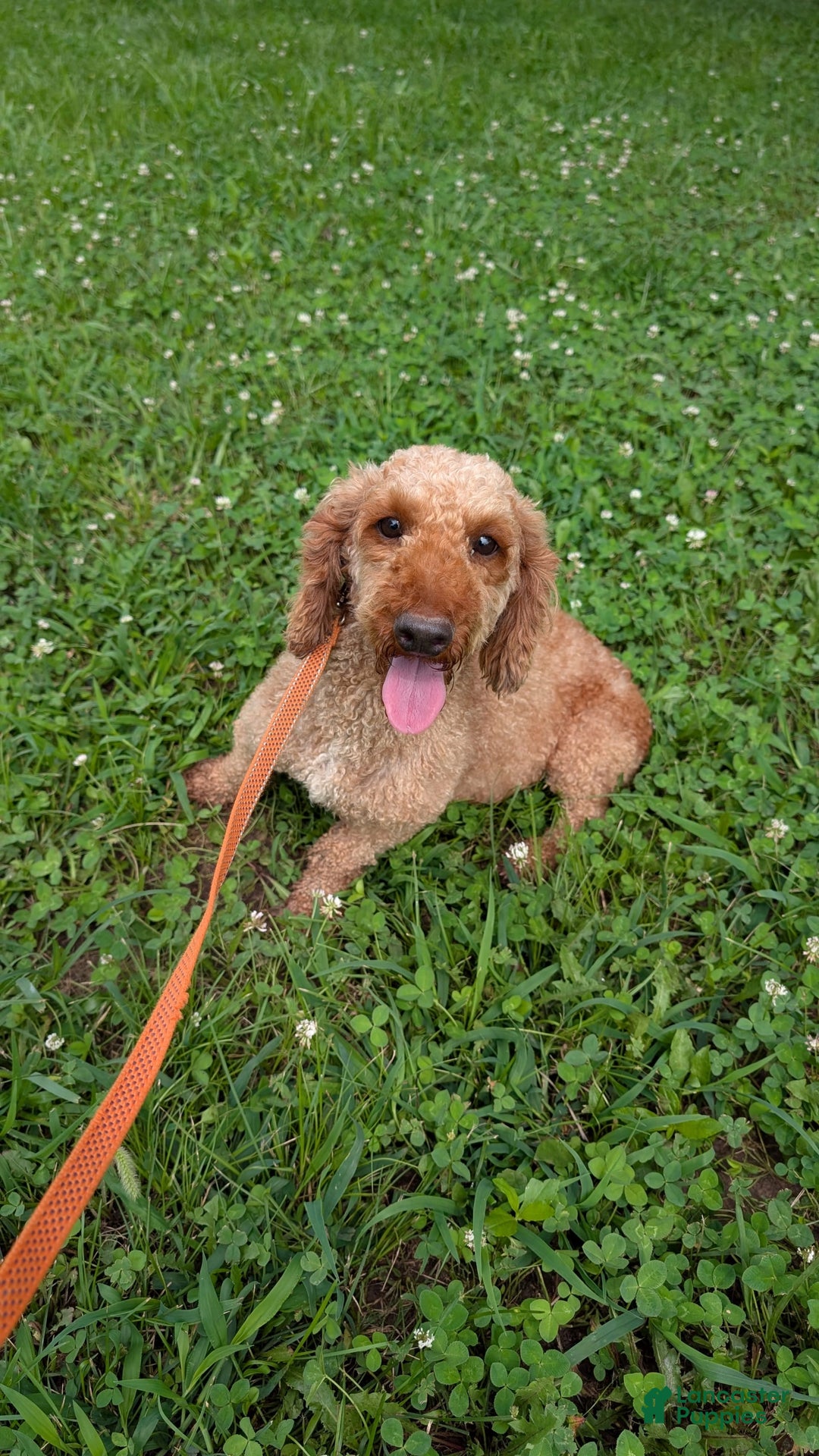Cavapoo dogs for sale: Honeycomb Boy 4 - Image 13