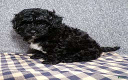 Havapoo dogs for sale: Havapoo 2 puppies - Image 1