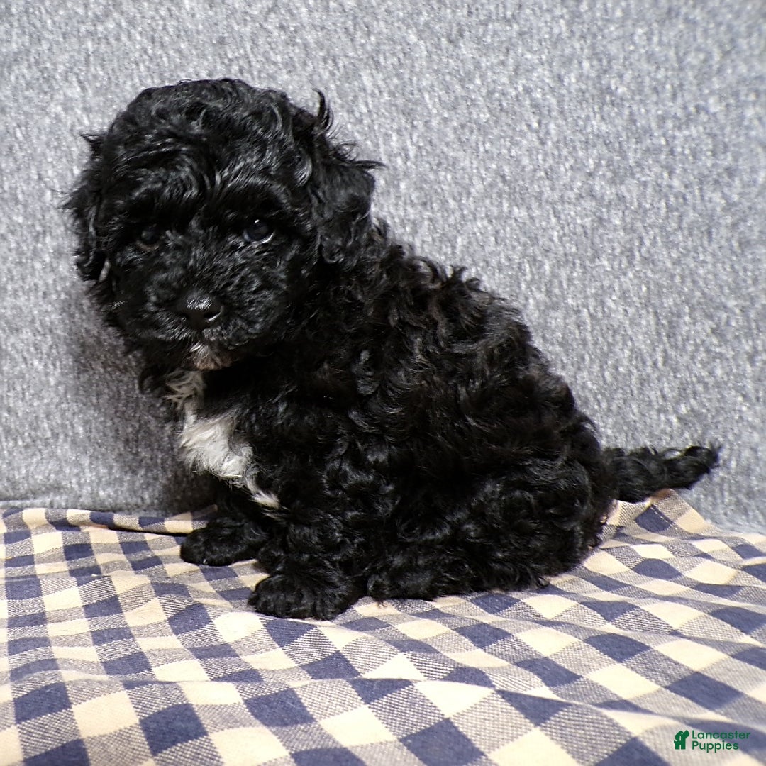 Havapoo dogs for sale: Havapoo 2 puppies - Image 1