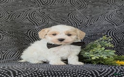 Maltipoo dogs for sale: Wendell - Image 4