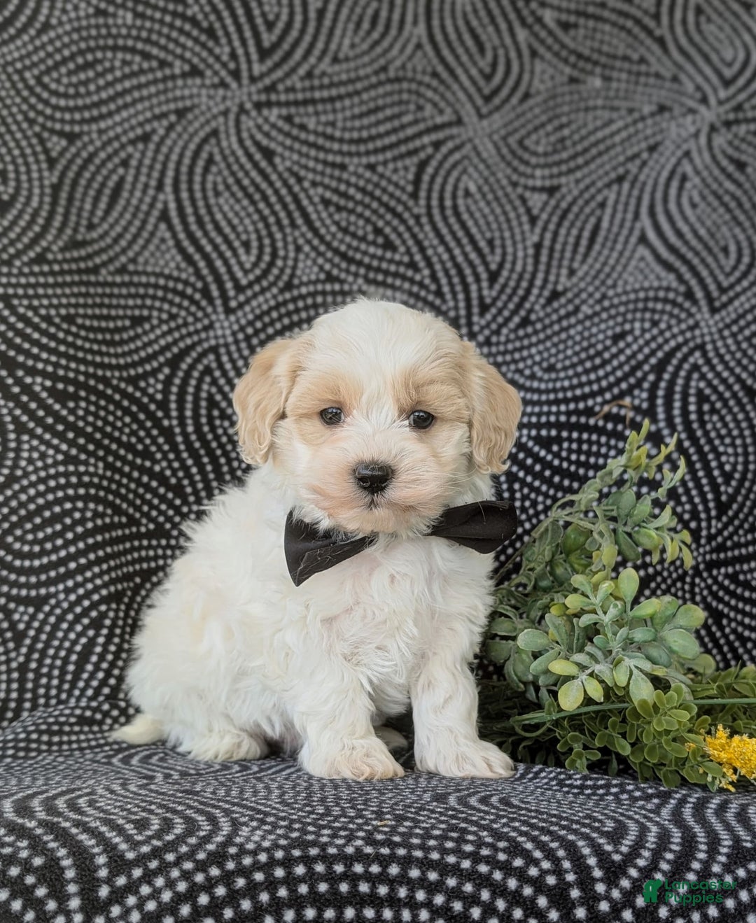 Maltipoo dogs for sale: Wendell - Image 4