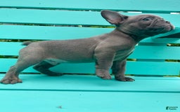 French Bulldog dogs for sale: Luna - Image 35