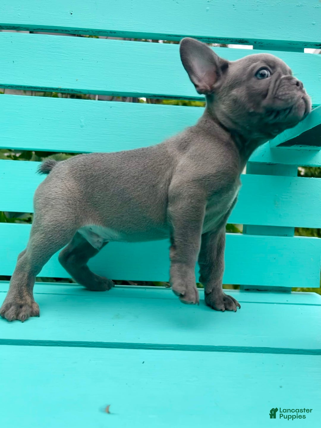 French Bulldog dogs for sale: Luna - Image 35