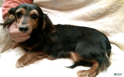 Miniature Dachshund dogs for sale: Dan The Man - Image 3