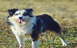  dogs for sale: Archie - Image 3