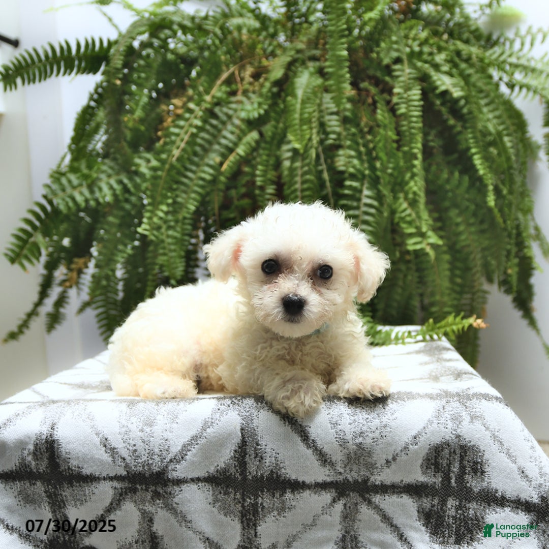 Bichon Frise dogs for sale: Zack - Image 4