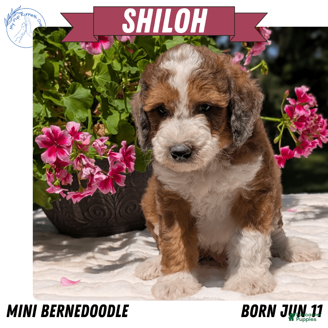 Mini Bernedoodle dogs for sale: Shiloh - Image 8