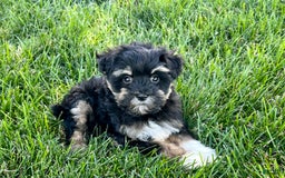 Havapoo dogs for sale: Corey - Image 5
