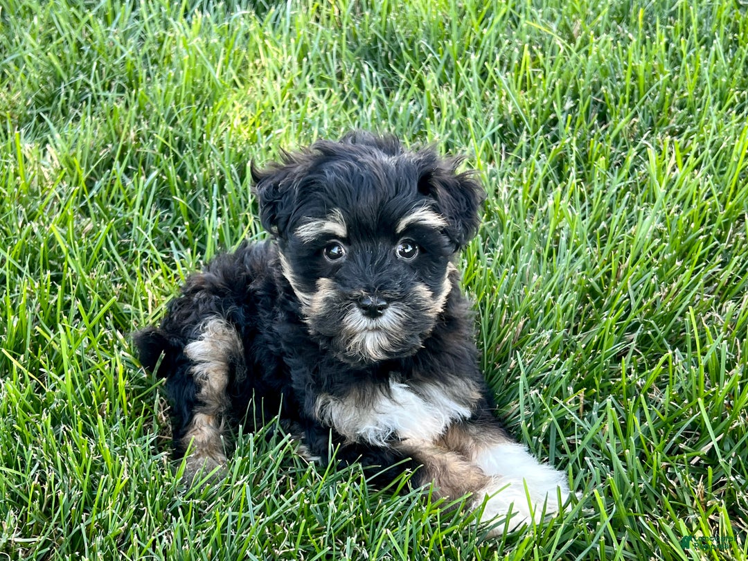 Havapoo dogs for sale: Corey - Image 5