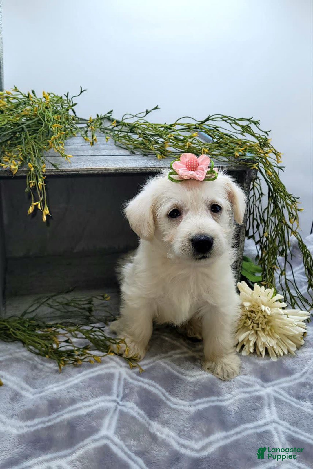 West Highland Terrier dogs for sale: Jewel - Image 5