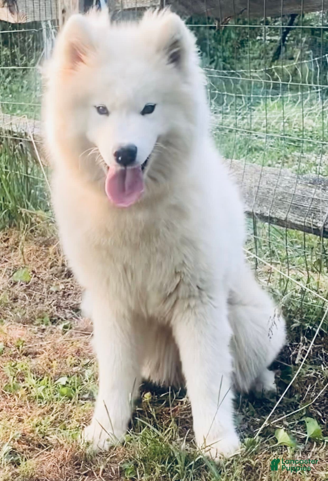 Samoyed dogs for sale: Siofra - Image 10