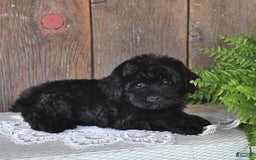 Havapoo dogs for sale: Hawk - Image 7
