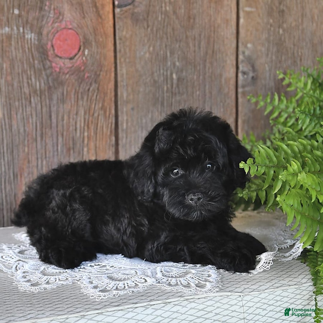 Havapoo dogs for sale: Hawk - Image 7