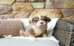 Olde English Bulldogge dogs for sale: Reba - Image 4